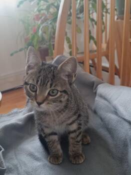 Domestic Short Hair Cats Available for Adoption - Murphy And Corey | PetCurious