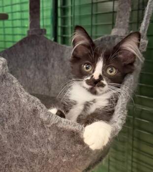 Rescue Domestic Medium Hair Cats for Adoption in Mission Viejo, California - Marlowe And Brockley | PetCurious