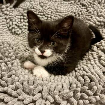 Inspector Mills -  Domestic Short Hair Cat for Adoption in Richmond, Virginia - Inspector Mills | PetCurious