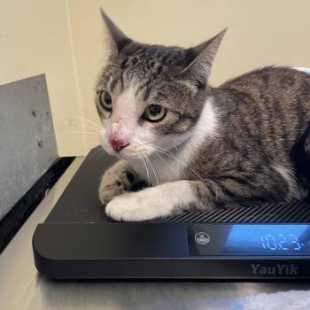 Starla -  Domestic Short Hair Cat for Adoption in Pasadena, California - Starla | PetCurious