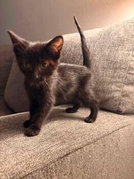 Jay -  Domestic Short Hair Cat for Adoption in Clarksville, Tennessee - Jay | PetCurious
