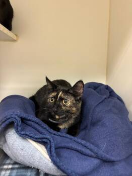 Cathy (hoover) -  Domestic Short Hair Cat for Adoption in Johnson City, Tennessee - Cathy (hoover) | PetCurious