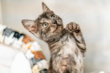 Runt -  Domestic Short Hair Cat for Adoption in Hilton Head Island, South Carolina - Runt | PetCurious