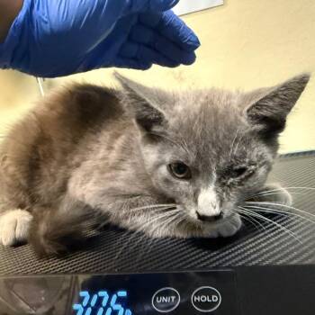 Kosher -  Domestic Short Hair Cat for Adoption in Pasadena, California - Kosher | PetCurious