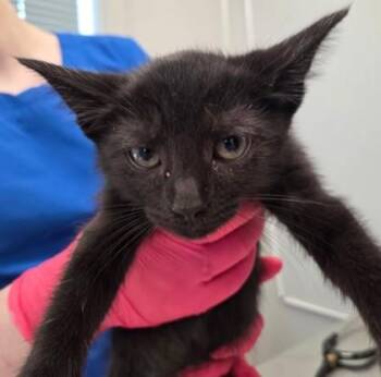 Wizard (pink collar) -  Domestic Short Hair Cat for Adoption in Lafayette, Indiana - Wizard (pink Collar) | PetCurious