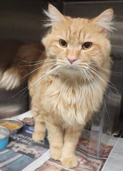 Domestic Medium Hair and Domestic Short Hair Cats Available for Adoption - CHILI | PetCurious
