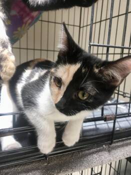 Gypsy -  Calico Cat for Adoption in Leicester, North Carolina - Gypsy | PetCurious
