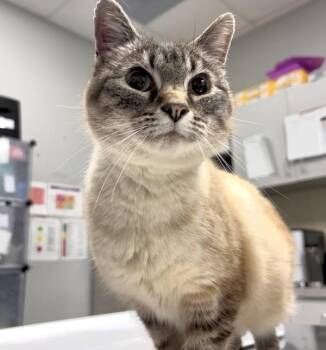 Domestic Short Hair Cats Available for Adoption in Des Moines, Iowa - Duvall | PetCurious