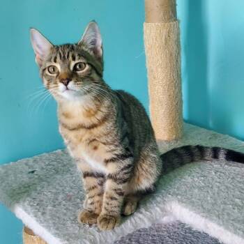 Rescue Domestic Short Hair and Tabby Cats for Adoption in Lemont, Illinois - Tulip | PetCurious