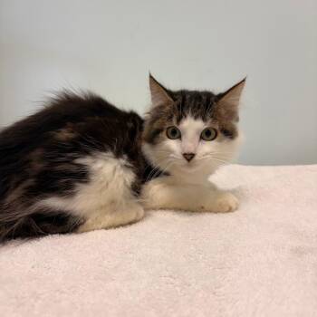 Harvey -  Domestic Medium Hair Cat for Adoption in Clavet, Saskatchewan - Harvey | PetCurious