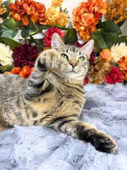 Martha -  Domestic Short Hair Cat for Adoption in Ocean Springs, Mississippi - Martha | PetCurious