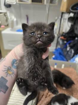 Domestic Short Hair Cats Available for Adoption in Easton, Maryland - JANE AUSTEN | PetCurious