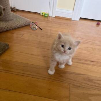Domestic Short Hair Cats Available for Adoption in Melbourne, Kentucky - Ember | PetCurious