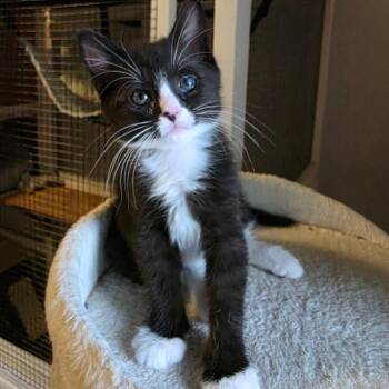 Raven -  Domestic Short Hair Cat for Adoption in Normal, Illinois - Raven | PetCurious