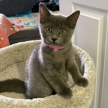Sierra - A Playful Charmer -  Domestic Short Hair Cat for Adoption in Hamilton, Ontario - Sierra - A Playful Charmer | PetCurious