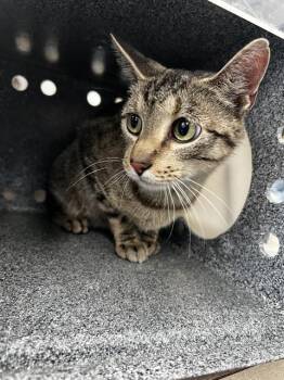 SPENCER -  Domestic Medium Hair Cat for Adoption in Dallas, Texas - SPENCER | PetCurious