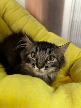 Taco -  Domestic Short Hair Cat for Adoption in Logan, Utah - Taco | PetCurious