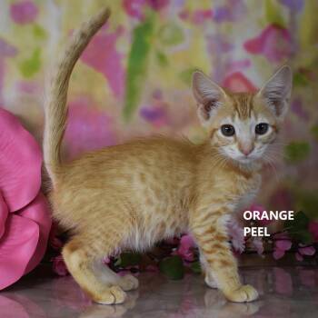 Orange Peel -  Domestic Short Hair Cat for Adoption in Yuma, Arizona - Orange Peel | PetCurious