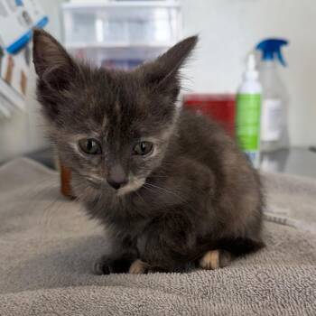 Margaret -  Domestic Short Hair Cat for Adoption in Mankato, Minnesota - Margaret | PetCurious