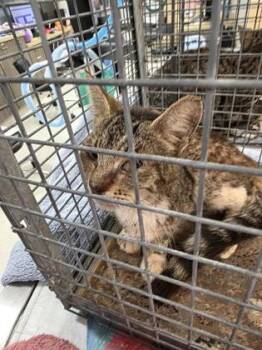 Domestic Short Hair Cats Available for Adoption in Honolulu, Hawaii - Ethel | PetCurious