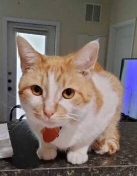 Galileo -  Domestic Short Hair Cat for Adoption in Wilmington Island, Georgia - Galileo | PetCurious