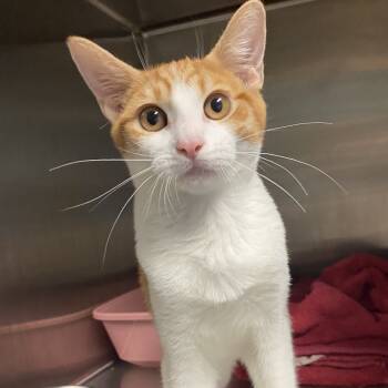 Rescue Domestic Short Hair Cats for Adoption in Volcano, Hawaii - Dottie (COH-A-64279) | PetCurious