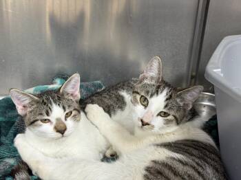 Rescue Domestic Short Hair Cats for Adoption in Chandler, Arizona - Milo Steel | PetCurious