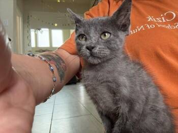 Cake -  Russian Blue Cat for Adoption in Houston, Texas - Cake | PetCurious