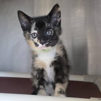 Enchilada -  Domestic Short Hair Cat Available for Adoption in Fort Wayne, Indiana - Enchilada | PetCurious