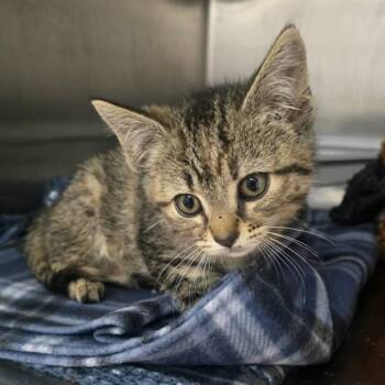CARLOTTA -  Domestic Short Hair Cat for Adoption in Easton, Maryland - CARLOTTA | PetCurious