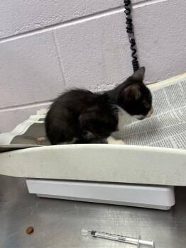 GERALD -  Domestic Short Hair Cat for Adoption in Jacksonville, Florida - GERALD | PetCurious
