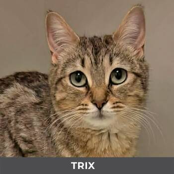 Trix -  Domestic Short Hair Cat for Adoption in Toronto, Ontario - Trix | PetCurious