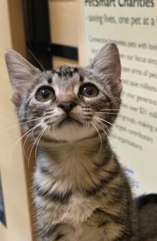 Pepper -  Domestic Short Hair Cat for Adoption in Rowlett, Texas - Pepper | PetCurious