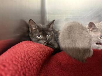TART -  Domestic Short Hair Cat for Adoption in Grand Prairie, Texas - TART | PetCurious