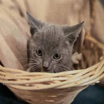 Big Ben -  Domestic Short Hair Cat Available for Adoption in Los Angeles, California - Big Ben | PetCurious