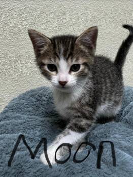 Moon -  Domestic Short Hair Cat for Adoption in Shorewood, Illinois - Moon | PetCurious