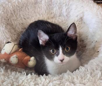 Rescue Domestic Short Hair Cats for Adoption in Covington, Georgia - Wednesday | PetCurious