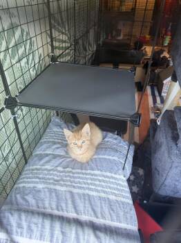 Honey -  Domestic Short Hair Cat for Adoption in Plymouth, Michigan - Honey | PetCurious