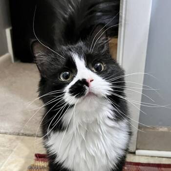 Yin -  Domestic Long Hair and Maine Coon Cat for Adoption in East Lansing, Michigan - Yin | PetCurious