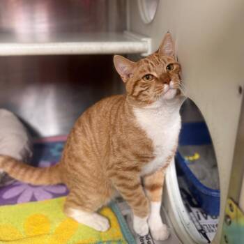 Domestic Short Hair Cats Available for Adoption - Thomas | PetCurious
