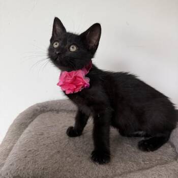 Bombay Cats Available for Adoption in Coral Gables, Florida - Willow | PetCurious