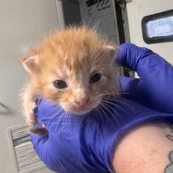 TUSC-Stray-85439_2_3_4 -  Domestic Short Hair Cat for Adoption in Tuscaloosa, Alabama - TUSC-Stray-85439_2_3_4 | PetCurious