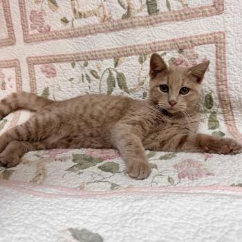 Turk -  Domestic Short Hair Cat for Adoption in Waterloo, Iowa - Turk | PetCurious