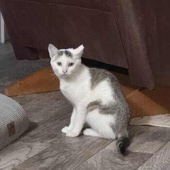 Valerie -  Domestic Short Hair Cat Available for Adoption in Oklahoma City, Oklahoma - Valerie | PetCurious