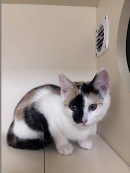 Beauty -  Domestic Medium Hair Cat for Adoption in Lancaster, Pennsylvania - Beauty | PetCurious