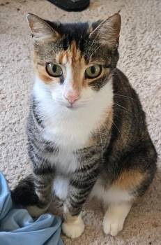 Ring -  Domestic Short Hair Cat for Adoption in Evans, Georgia - Ring | PetCurious