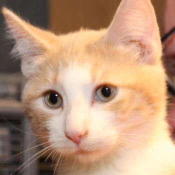 Rescue Tabby and Domestic Short Hair Cats for Adoption in Harrisburg, Pennsylvania - Sheriff Andy Taylor | PetCurious