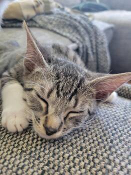 Rescue Domestic Short Hair Cats for Adoption in Los Angeles, California - Tyler | PetCurious