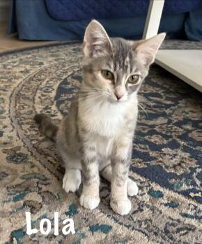 Lola -  Domestic Short Hair Cat for Adoption in Pawleys Island, South Carolina - Lola | PetCurious