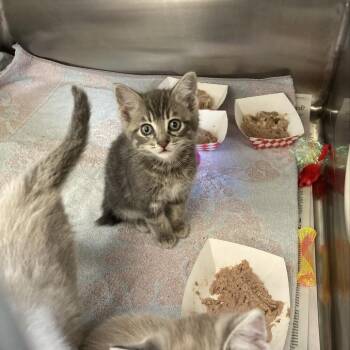 Domestic Short Hair Cats Available for Adoption - River | PetCurious